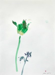 a single tulip in isolation